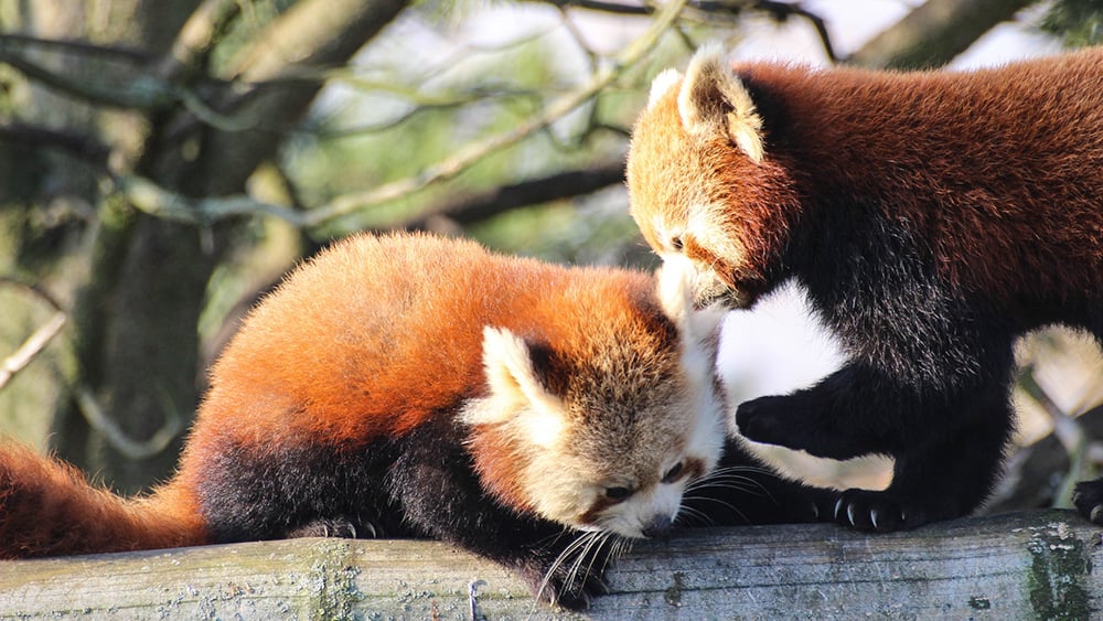 Saving the Red Panda